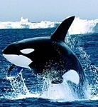 pic for Emerging Killer Whale